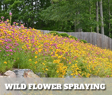 wild flower spraying